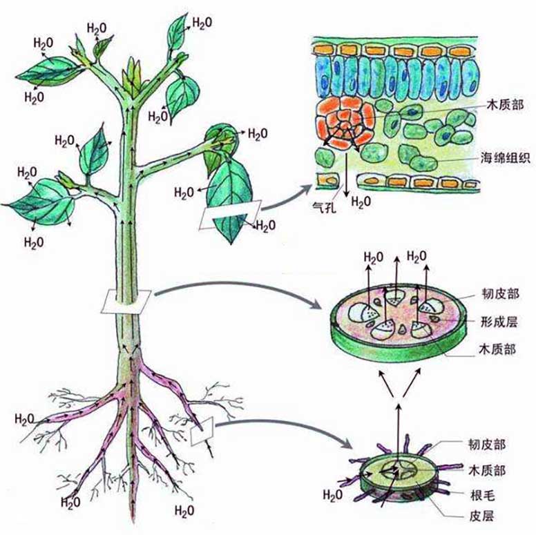 水果和蔬菜的蒸腾作用