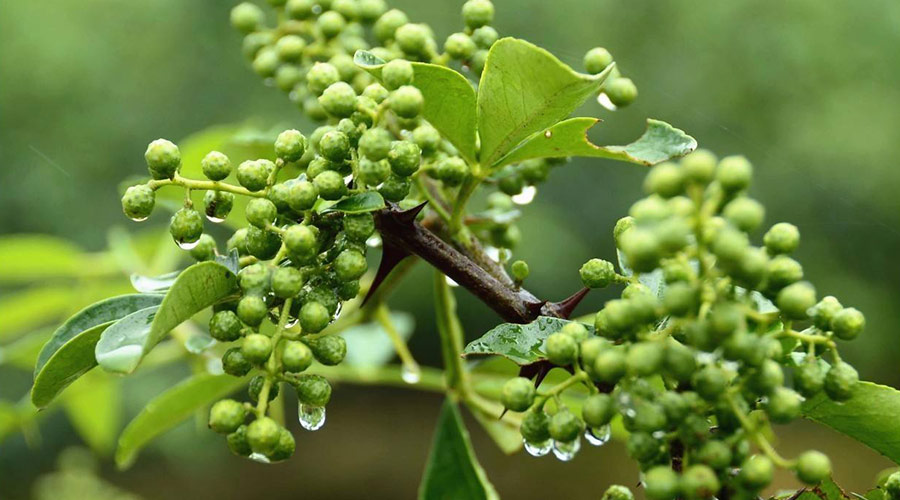 天水麦积鲜花椒2400平米万博娱乐平台电脑版
安装工程建造方案