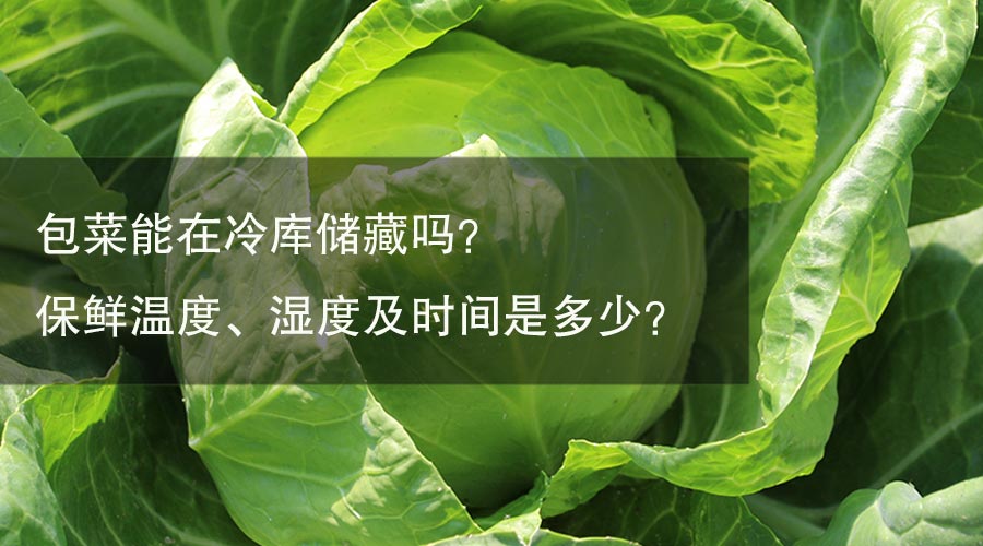 包菜（甘蓝）能在冷库储藏吗？保鲜温度、湿度及时间是多少？