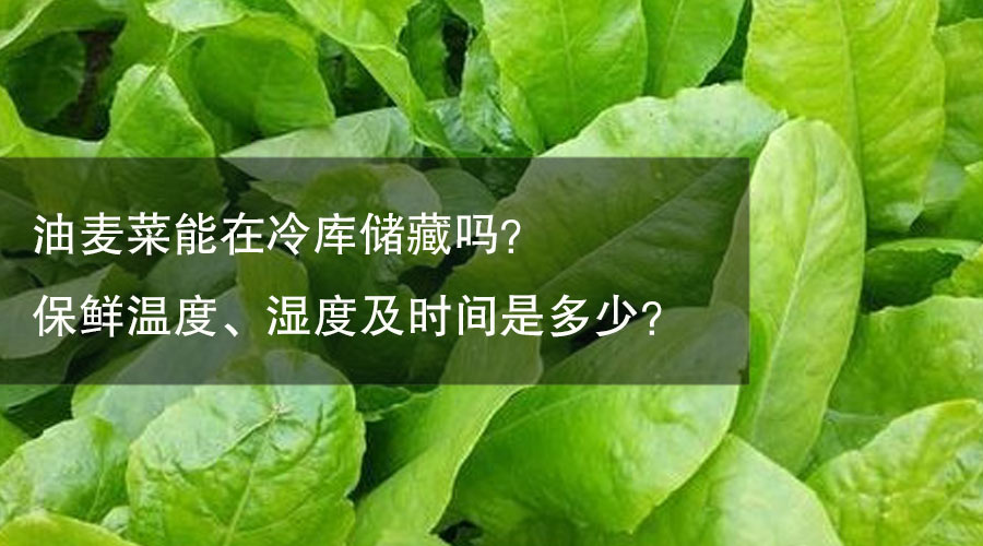 油麦菜能在冷库储藏吗？保鲜温度、湿度及时间是多少？