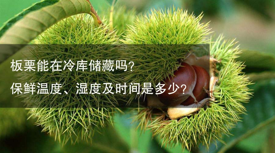 板栗能在冷库储藏吗？ 保鲜温度、湿度及时间是多少？