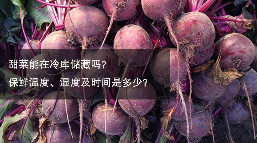 甜菜冷库保鲜温度、湿度及时间介绍