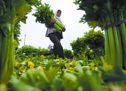 甘肃武威古浪芹菜90平米保鲜万博苹果版闪退
设计建造方案