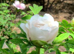 甘肃临夏河州牡丹800平米花卉（鲜花）保鲜万博娱乐平台电脑版
建造方案