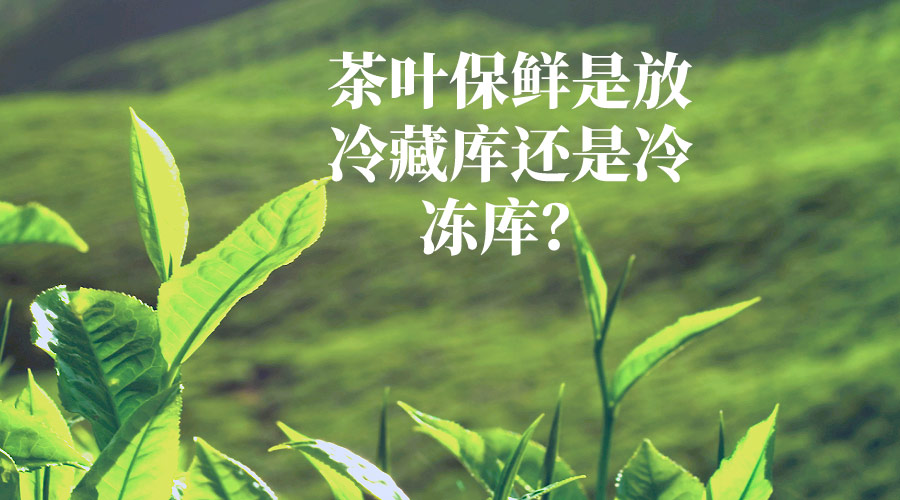 茶叶保鲜是放冷藏库还是冷冻库？