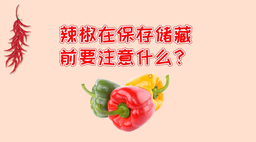 辣椒在保存储藏前要注意什么？