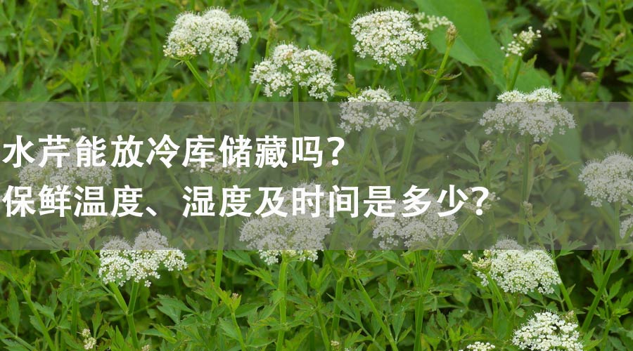 水芹能放冷库储藏吗？保鲜温度、湿度及时间是多少？