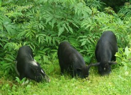 迭部蕨麻猪肉1500平米冷冻库设计建造方案