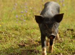 岷县蕨麻猪肉650平米保鲜万博娱乐平台电脑版
工程方案